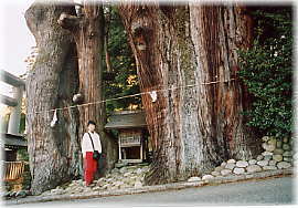 画像:児持杉(幹と並ぶ)