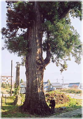 画像:高源院のスギ(幹と並ぶ)