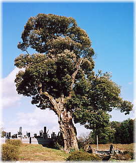 画像:香仙寺のシイ(全景)