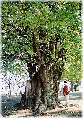 画像:八幡神社のイチョウ(幹と並ぶ)