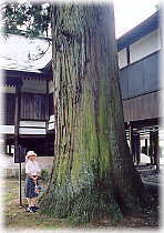 画像:栗原神社の杉(幹と並ぶ)