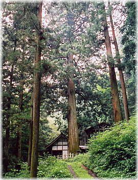 画像:黒保根栗生神社の大スギ