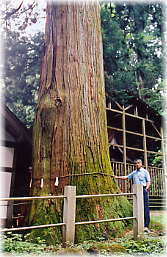 画像:黒保根栗生神社の大スギ(幹と並ぶ)
