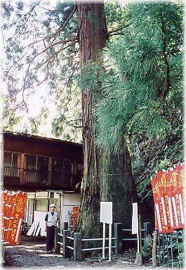 画像:黒滝山の大スギ(幹と並ぶ)