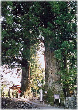 画像:京ヶ島の夫婦杉(幹と並ぶ)