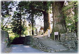 画像:京ヶ島の夫婦杉