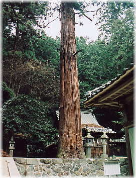 画像:松田神社のスギ