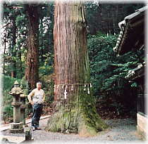 画像:松田神社のスギ(幹と並ぶ)