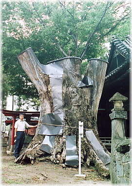 画像：幣川神社のケヤキ（幹と並ぶ）
