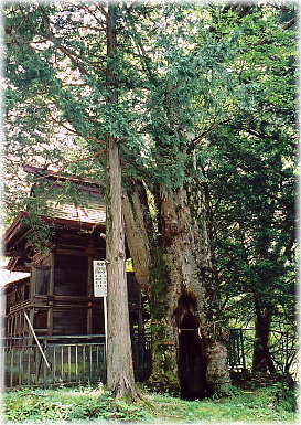 画像:諏訪神社のケヤキ