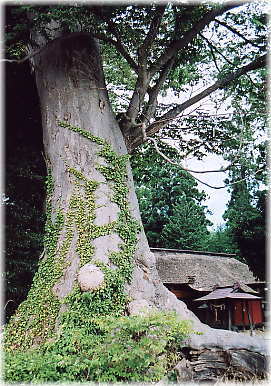 画像:宮脇八幡宮のけやき