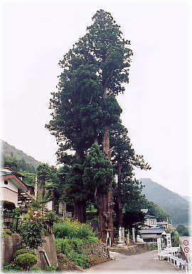 画像:妙全杉