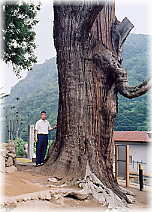 画像:妙全杉(幹と並ぶ)