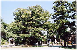 画像:白山神社の大ケヤキ(全景)