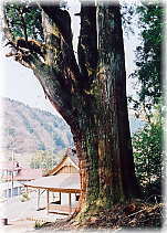 画像:長嶺の大杉