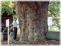 画像:中氷鉋伊勢社のケヤキ(幹と並ぶ)