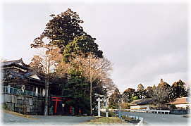 画像:行津の大スギ(全景)