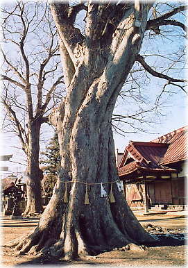 画像：南宮神社のケヤキ