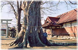 画像：南宮神社のケヤキ（幹と並ぶ）