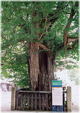 画像:熊野神社の大イチョウ