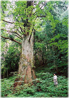 �摜�F�ĉX�����_�Б吙�i���ƕ��ԁj