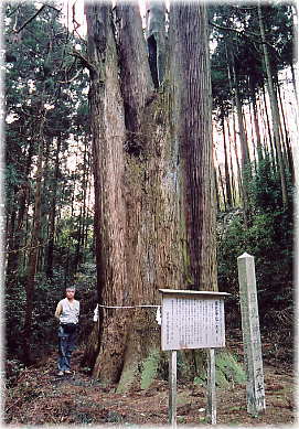 画像:日光神社のスギ(幹と並ぶ)