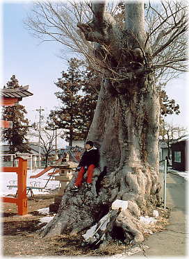 画像:諏訪神社のケヤキ