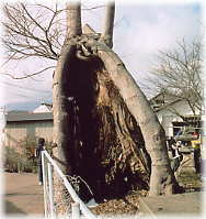 画像:諏訪神社のケヤキ(空洞)