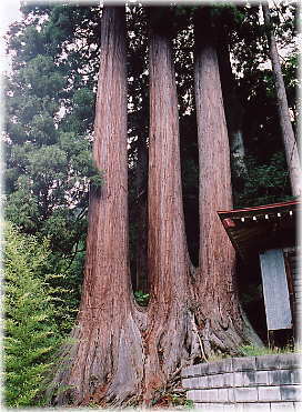 画像:二宮神社のスギ