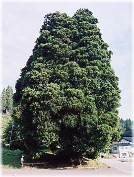 画像:地蔵杉(全景)