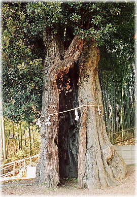 画像:白山神社の大カシ