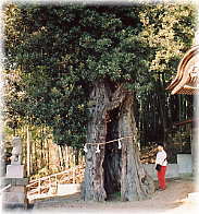 画像:白山神社の大カシ(幹と並ぶ)