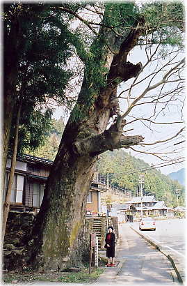 画像:老洞の大けやき(幹と並ぶ)