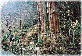 画像:御岩山の三本スギ(幹と並ぶ)