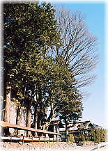 画像：大和泉神社のケヤキ（遠景）