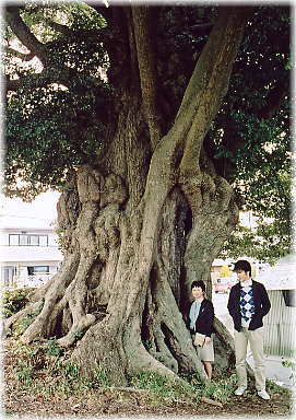 画像:澳津説神社のシイ(幹と並ぶ)