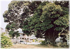 画像:澳津説神社のシイ
