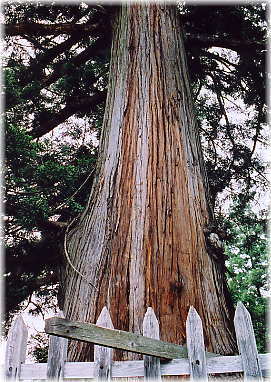 画像：小根山の杉