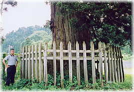 画像：小根山の杉（幹と並ぶ）