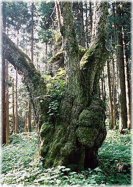 画像:大石田のおなかなし
