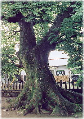 �摜�F��v�ۂ̑�P���L