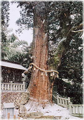 画像:大湫神明社の大杉