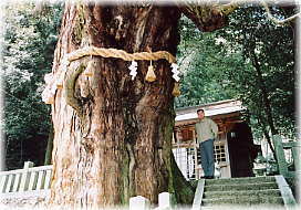画像:大湫神明社の大杉(幹と並ぶ)