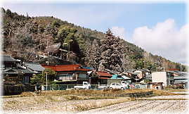 画像:大湫神明社の大杉(遠景)