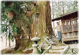 画像：神明神社の大杉（幹と並ぶ）