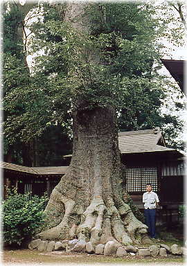 画像:大宮巌鼓神社のケヤキ(幹と並ぶ)