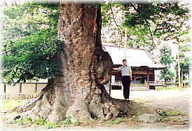 画像：大宮神社の御神木（幹と並ぶ）