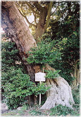 画像:鹿島神社の椎