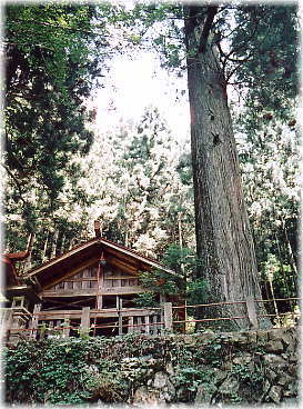 画像:大仁田神社の大杉