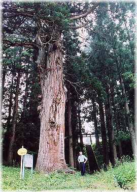 画像:大塩の老杉(幹と並ぶ)